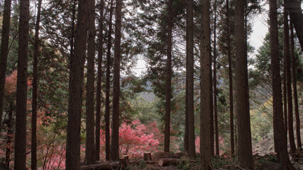 竹谷山渓谷の紅葉