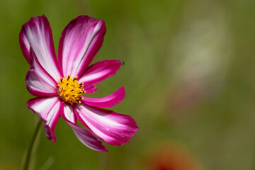Fototapeta premium Wild Pink Flower in Colorado, Nature up Close