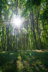 Fototapeta na wymiar Trees in the national park Jasmund