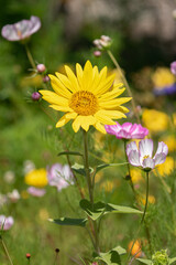 Single Bee on Yellow Flower, California Home Grown, Flowers in a Field