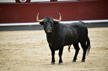 toro de lidia español en un espectaculo de toreo en una plaza de toros