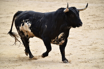 toro bravo español en una plaza de toros durante un espectaculo de toreo