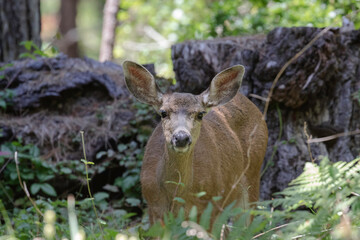 Deer Wandering in California Forest, Deer in the Woods