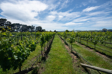 Rows of wine grapes growing on a vineyard in New Zealand on a sunny day