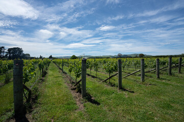 Fototapeta na wymiar Rows of wine grapes growing on a vineyard in New Zealand on a sunny day