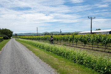 Fototapeta na wymiar Cycling along the wine trail by a vineyard in Martinborough New Zealand