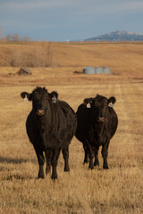 Two Black Cows, Portrait of Cows in a Field