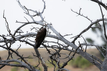 Osprey in Yellowstone National Park, Osprey Bird Sighting in 2020