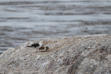 Baby Seagulls on a Rock, Pismo Beach California Wild Birds, Baby Birds at Beach