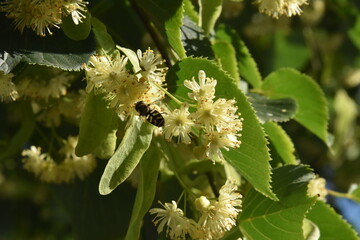 Lipa i pszczoła