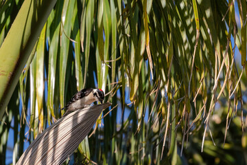 Woodpecker in a Palm Tree on Central Coast, California Woodpecker in San Luis Obispo