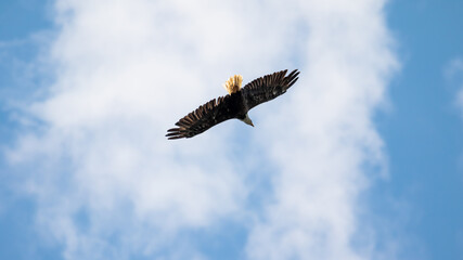 Bald Eagle in Flight, Bozeman Montana Eagles, Sighting in 2020