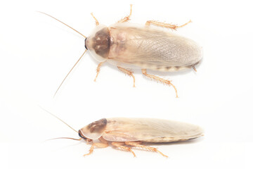 白背景の脱皮したてのゴキブリのオスの成虫(デュビア、アルゼンチンゴキブリ)