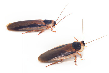 白背景のゴキブリのオスの成虫(デュビア、アルゼンチンゴキブリ)