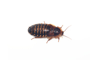 白背景のゴキブリのメスの成虫(デュビア、アルゼンチンゴキブリ)