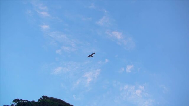 青い空に舞う鳶
