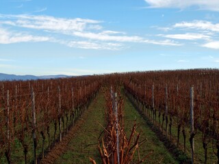 Fototapeta na wymiar Beautiful vineyards of the wine valley, in the mountains.
