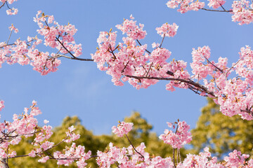 早咲きのカワズザクラ	