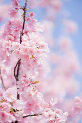 青空を背景にハイキーに写したカワズザクラ	