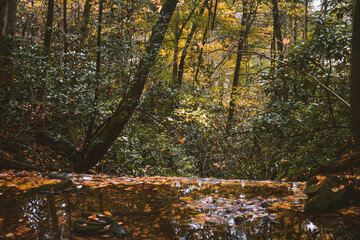 Fall at Honey Creek Loop Trail at Big South Fork National Recreation Area in central Tennessee 