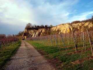 Beautiful vineyards of the wine valley, in the mountains.