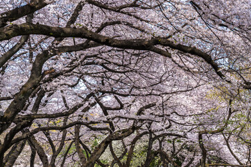 Weeping Yoshino cherry (Prunus x yedoensis Shidare Yoshino) in bloom with blue sky in background.