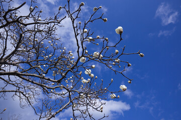 青空を背景にした白いモクレンの花	