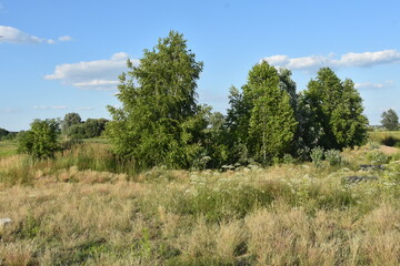 Obraz premium Pejaż nizinny z drzewami