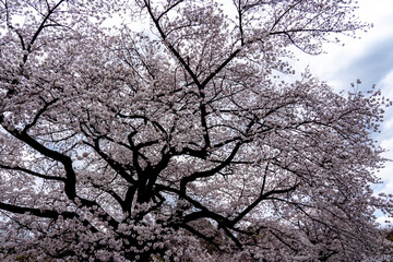 Weeping Yoshino cherry (Prunus x yedoensis Shidare Yoshino) in bloom with blue sky in background.