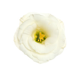 Fototapeta na wymiar Beautiful fresh Eustoma flower isolated on white