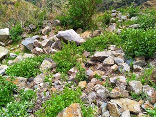 moss on the rocks