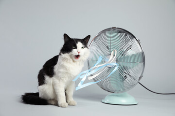 Cute fluffy cat enjoying air flow from fan on grey background. Summer heat © New Africa