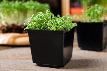 Fresh organic microgreen in plastic container on wooden table, closeup