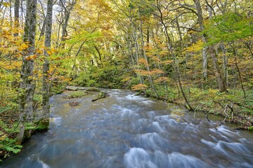 晩秋の奥入瀬渓流の情景＠青森