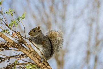 American squirrel eats a nut in winter feeding with walnuts