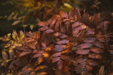 Fall at Honey Creek Loop Trail at Big South Fork National Recreation Area in central Tennessee 