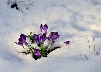 Hardy purple crocus flowers spring back after a snowfall. Copy space.