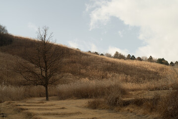 枯れ木とすすきと空