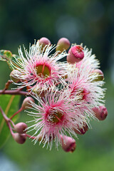 Pink and white blossoms and buds of the Australian native Corymbia Fairy Floss, family Myrtaceae. Grafted cultivar of Corymbia ficifolia which is endemic to Western Australia