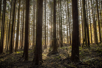 森の木々に差し込む太陽の光