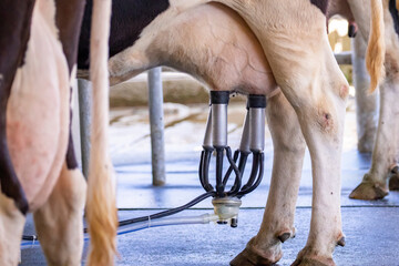 Image of cow milking facility, Milking cow with milking machine and mechanized milking equipment.