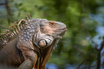Image of green iguana morph on a natural background.