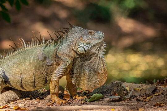 Image of green iguana morph on a natural background.