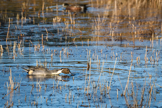 
Northern Pintail duck swimming in the Nisqually Estuary of Nisqually National Wildlife Refuge, Washington State
