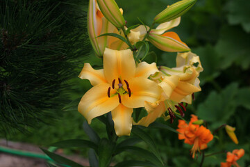 Obraz premium Flowering lily in the home garden in the summer. Natural blurred background.