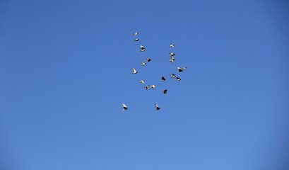 雲一つない青空を飛ぶハトの群れ