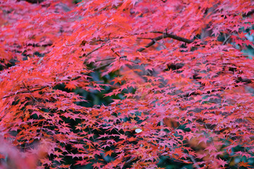 12月最後の紅葉。見ごろは過ぎたがまだ楽しめる