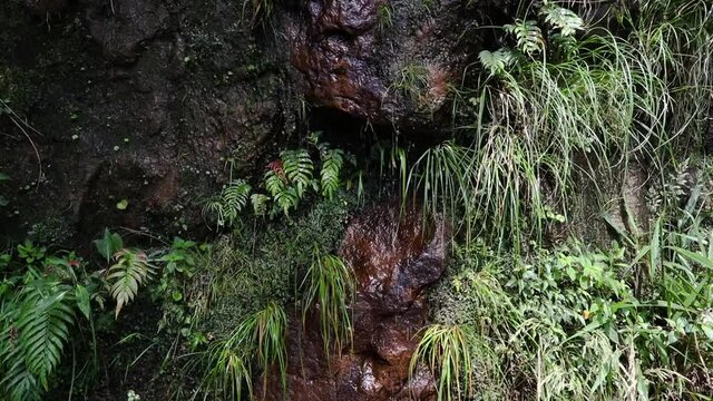Parede de rocha com &aacute;gua e plantas