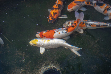 Colorful fancy carp fish, koi fish