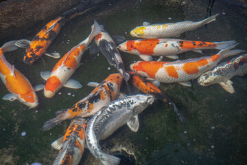 Colorful fancy carp fish, koi fish